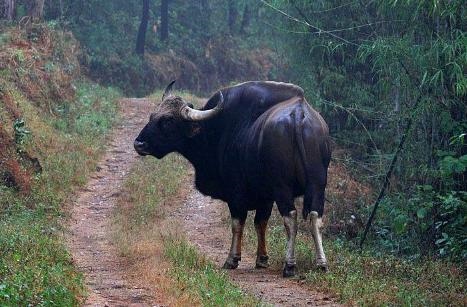 十二生肖排行榜图片，十二生肖图案