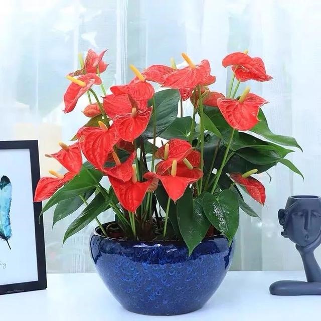 属鼠的幸运花和旺财花，十二生肖旺财植物花草