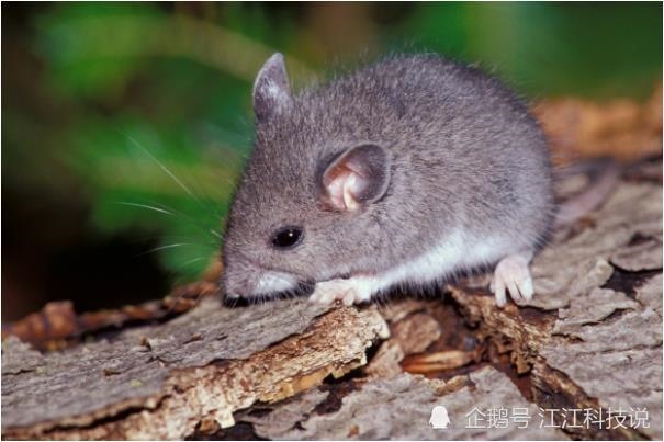 属鼠36岁本命年很可怕，2022 年属鼠本命年忌讳什么