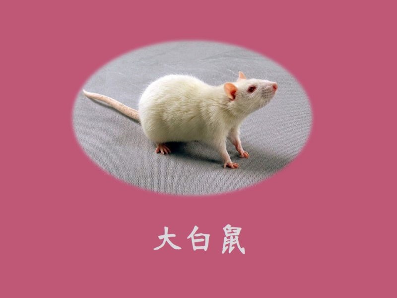 生肖鼠和生肖鼠相配吗,96年属鼠更佳结婚年龄