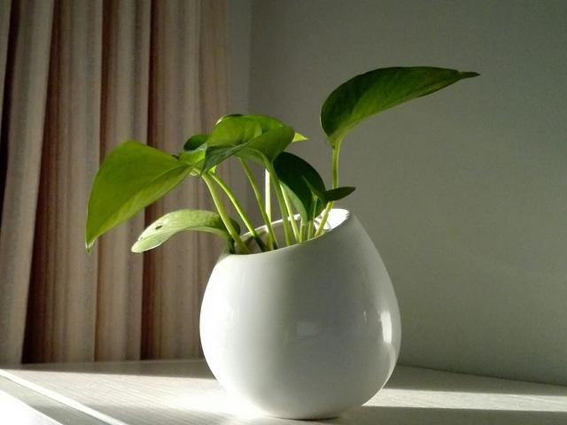 属猴养什么花旺财，属猴的2022 适合养什么花