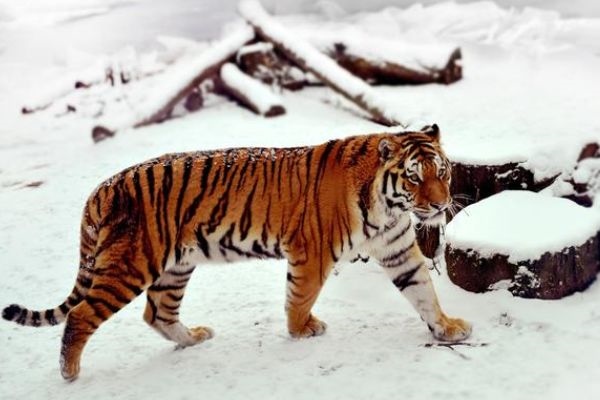 6年的虎会不会离婚，1986年属虎在2022