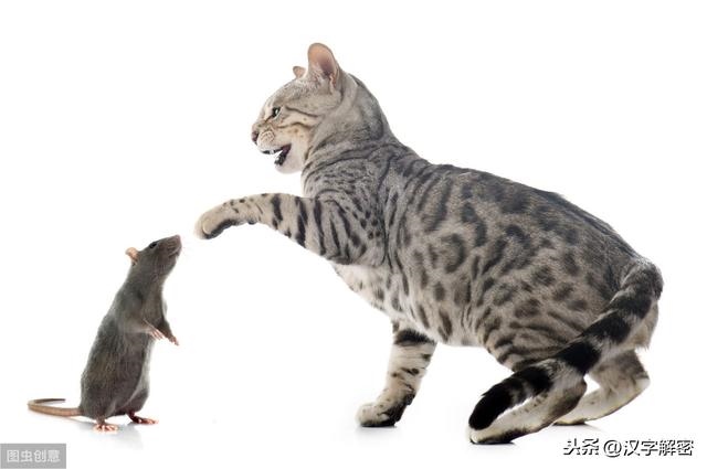 属鼠的是哪年出生，属鼠的出生年份岁数