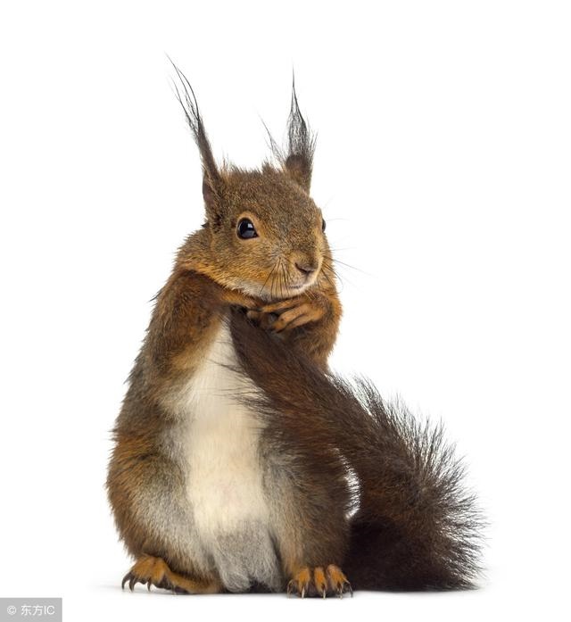 6年属鼠有一灾，96年属鼠灾在哪几年"