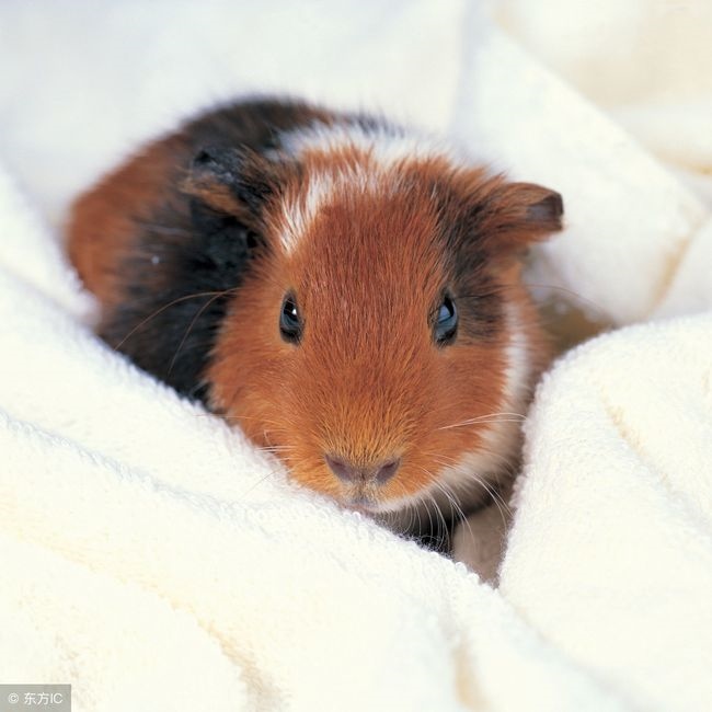 2年的鼠多少岁了，2022