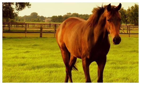 8年属马男人的性格和脾气，78年属马2022