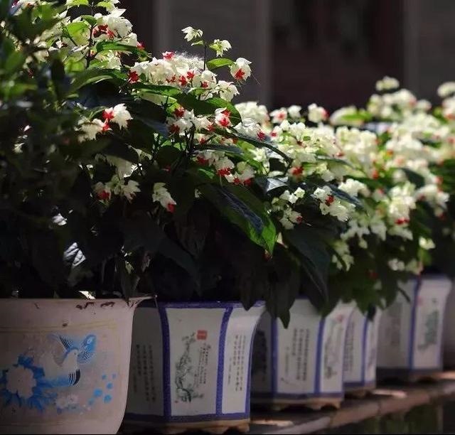 属鼠的人不适合养什么植物，属鼠的种什么花最合适