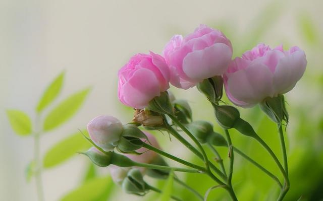 未来二十年大运的星座，2022年事业运更好的星座