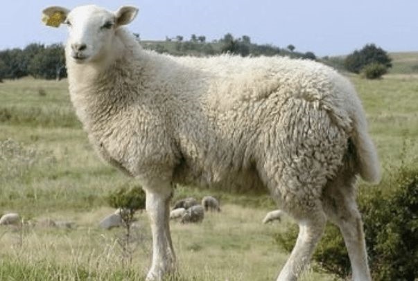 属羊的下半年运势怎么样，属羊人2022年下半年运势