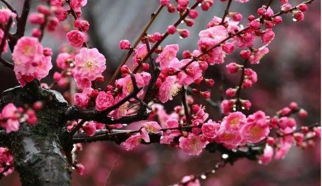 属猪2032年几岁，属猪今年15岁2月初9