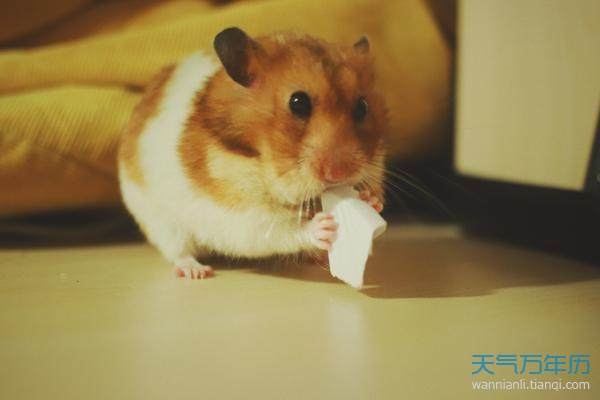 属鼠女人的性格分析，属鼠的女人的特点