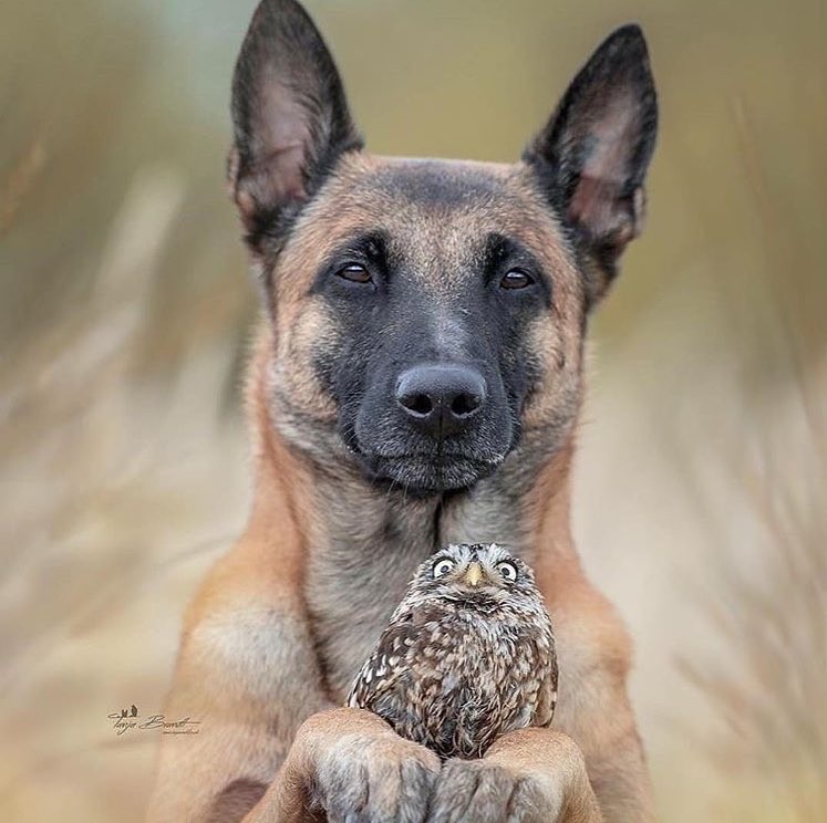 属狗和鼠相配吗，生肖狗狗跟老鼠配不配