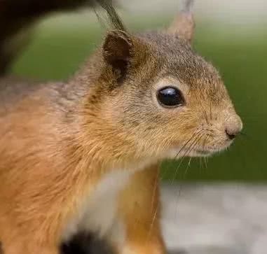 属鼠几点出生更好女孩，属鼠哪天出生大富大贵