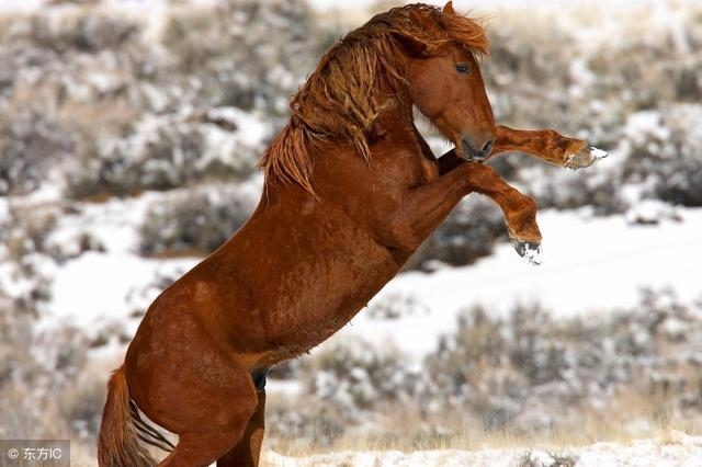 6年的马女是什么命运,请问66年马女的一生命运"