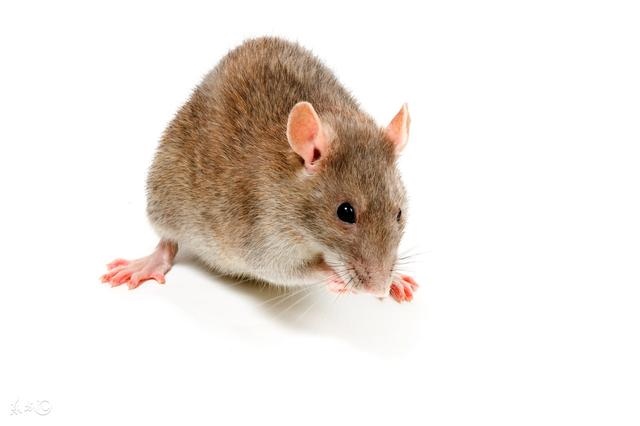 属鼠人在本月的运程，属鼠人今日运势及运程