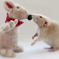 老鼠是什么性格的人，十鼠九苦,哪个月份最苦