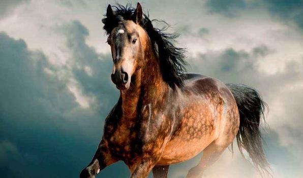 8年属马男人的性格和脾气，78年属马2022