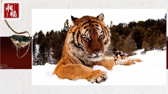 974年属虎最终寿命，74年属虎人寿命多长"