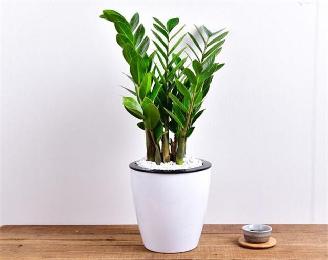 生肖鼠的旺财植物是什么，属鼠幸运招财植物