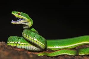 什么可属蛇的人,2022 年属蛇的贵人