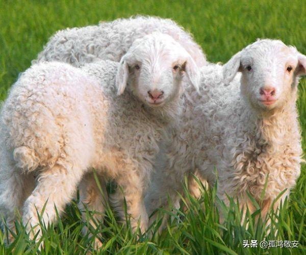 婚后越来越美的生肖女，来日高攀不起的星座女