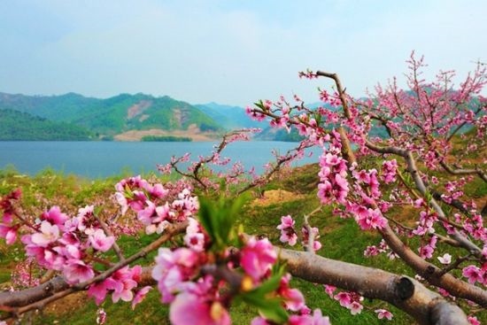 桃花运是谁唱的，桃花运谁唱的好听
