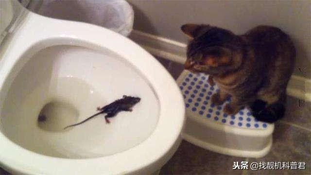 如何防老鼠从马桶进入，蹲式厕所防止老鼠