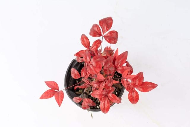 今年本命年牛年运势，73年牛2022 年财运