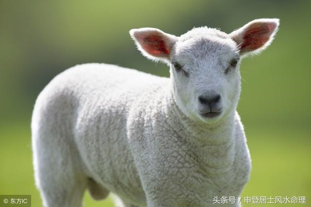 属猪的今年多大周岁，47年属猪的人今年多大