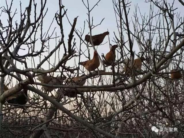 十二生肖岁数排名表，生肖年龄对照表2022