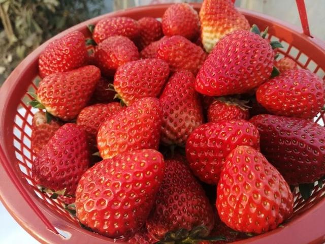 属猪2032年几岁，属猪今年15岁2月初9