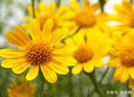 977年属蛇未来5年大运，77年属蛇三大劫难"