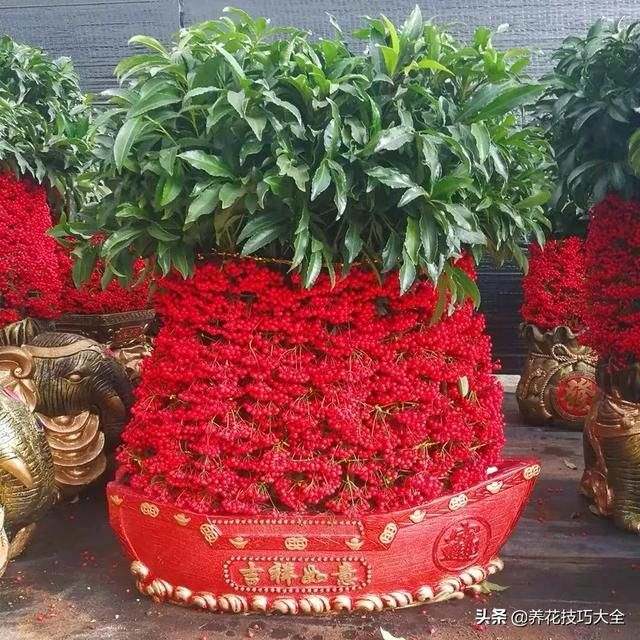 属鼠的招财绿植是什么，家里养什么绿植招财