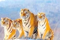 4年的虎今年运势怎么样，74年属虎47岁有一灾2022"