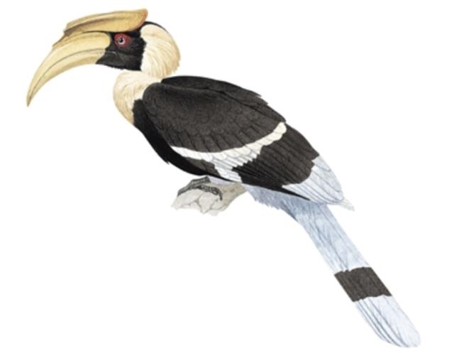 上面一个鸟下面九怎么读，如下面一个鸟怎么读