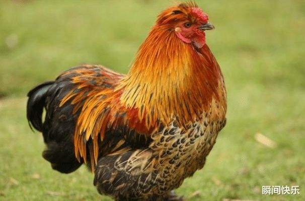 属鸡今天下午打牌财运，属鸡不适合打麻将日期