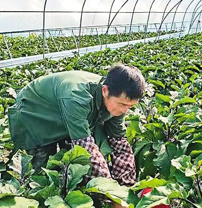 997年几月份的牛更好，1997年属牛的更佳配偶"