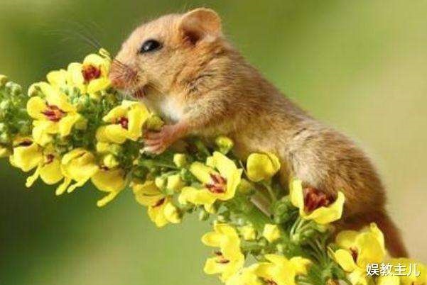 属鼠的一生怎么样，属鼠后半生命运怎怎么样