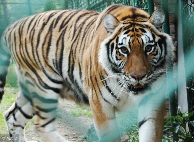 属虎最命苦出生日期，2022年属虎忌讳几月出生