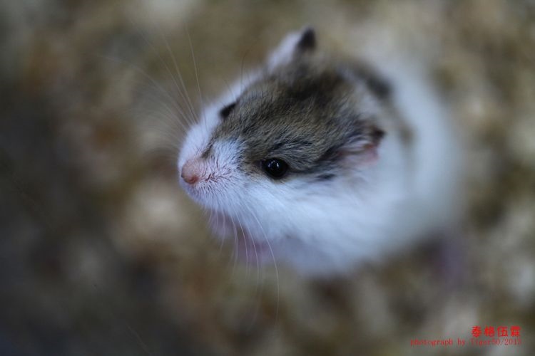 984年十一月出生的鼠，1984年农历11月得属鼠"