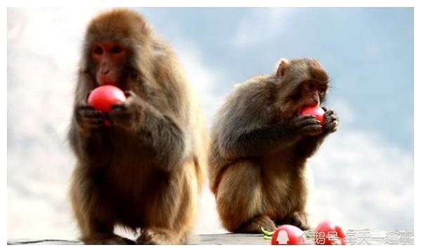 六八年的猴属于什么命，68年属猴人的婚姻