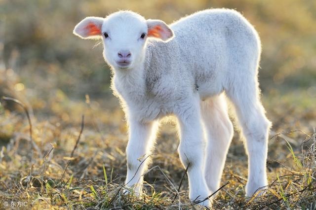 属马下月运势查询，2022 属羊的运势