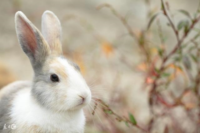 5年兔的贵人属相,1975属兔45岁桃花运"