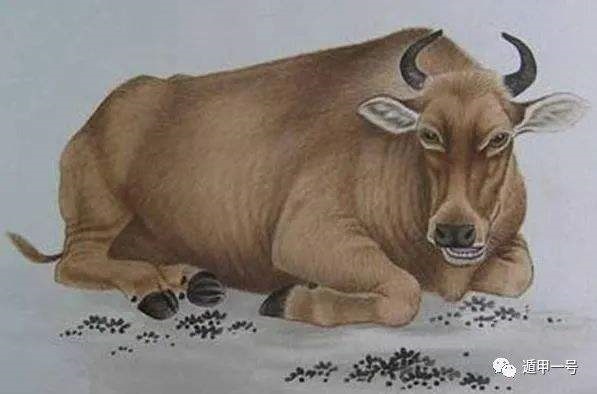 985年女属牛2022年运势，1985属牛2022