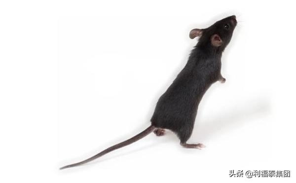 老鼠最怕什么声音，赶走老鼠最快的 ***