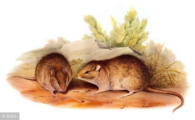 七二年鼠年运势，七二年的女鼠2022 年每月运势