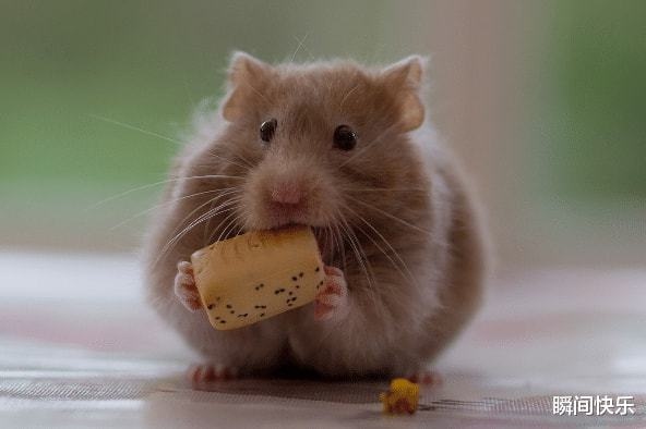 几月的属鼠人好,1972年鼠女一辈子命运