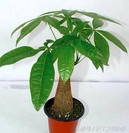 属鼠的招财树是什么，属鼠2022 年运势及运程