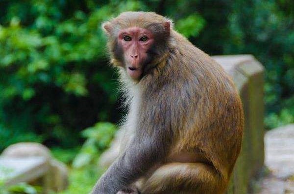 968年属猴人是什么命,68年属猴人的灾难年龄"