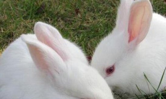 7年出生属兔人一生的命运，1987年属兔卯时出生的命运"